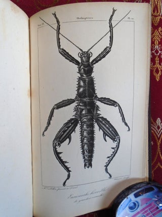 HISTOIRE NATURELLE DES INSECTES, TOME IX, ORTHOPTÈRES ET HÉMIPTÈRES; TRAITANT DE LEUR ORGANISATION ET DE LEURS MOEURS EN GÉNÉRAL PAR M.V. AUDOUIN, ET COMPRENANT LEUR CLASSIFCATION ET LA DESCRIPTION DES ESPÈCES, PAR M.A. BRULLÉ
